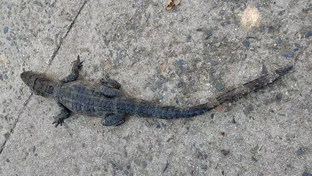 安徽一钓鱼佬钓到一条1米长20斤的“大鱼”<strong></p>
<p>bitpie比特派官网下载</strong>,赶紧送到派出所,民警:放生!