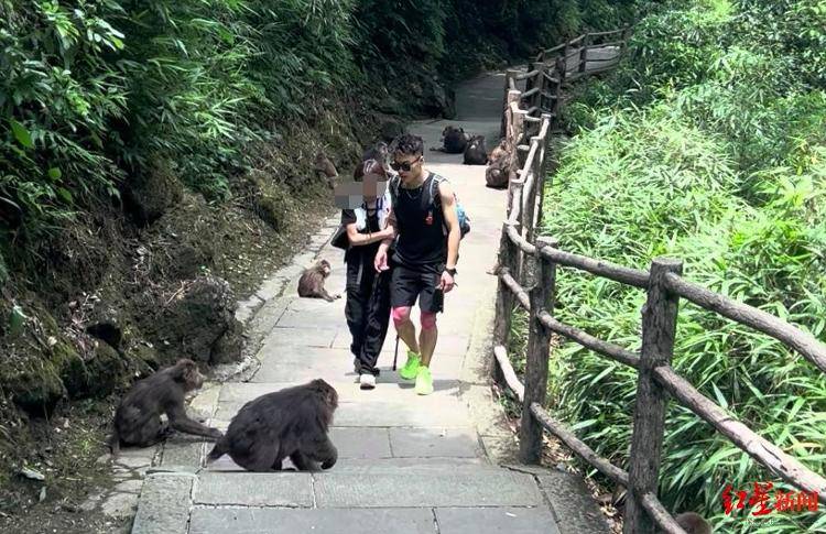 揭秘峨眉山陪爬团队:已陪爬千名游客九成为女性<strong></p>
<p>比特派怎样使用教程</strong>,不会主动拉背扛抱,主要保障安全