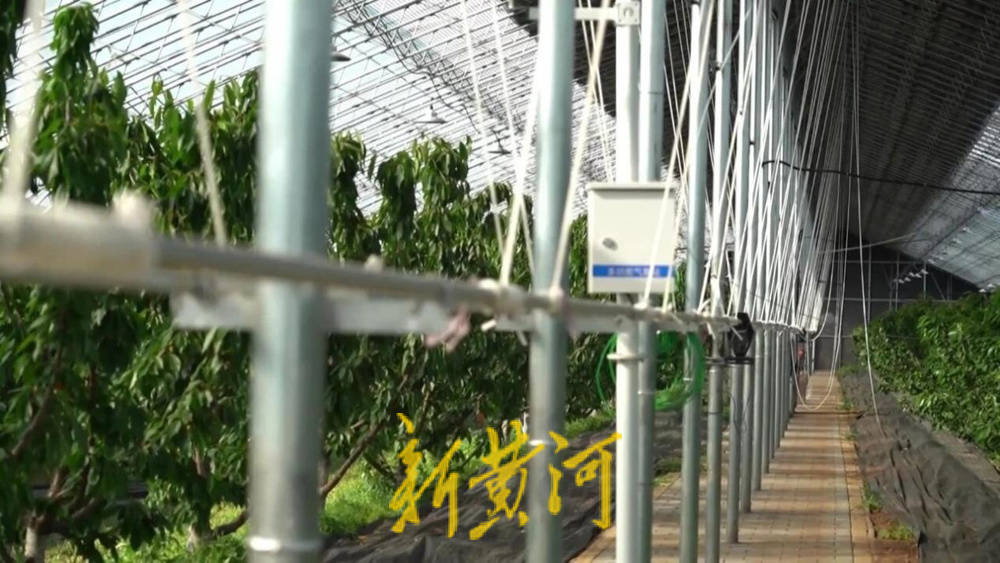潍坊临朐:30.77 亿元<strong></p>
<p>币安交易所</strong>!“红玛瑙”大樱桃何以成乡村振兴“甜蜜引擎”