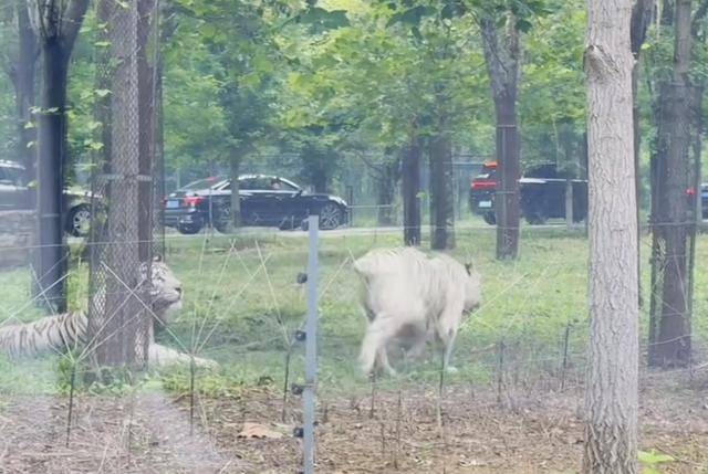 惊险!野生动物园内<strong></p>
<p>币安交易所</strong>,两车剐蹭,车主下车沟通老虎一旁围观