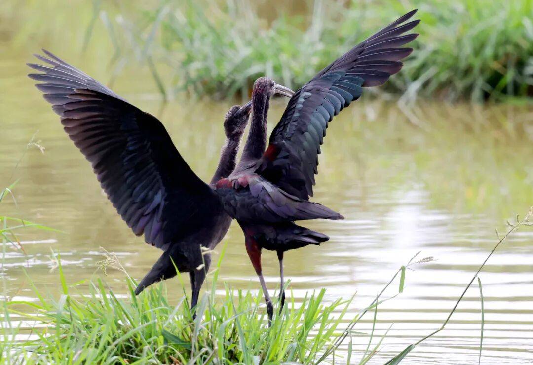 突破45只<strong></p>
<p>币安官网</strong>!