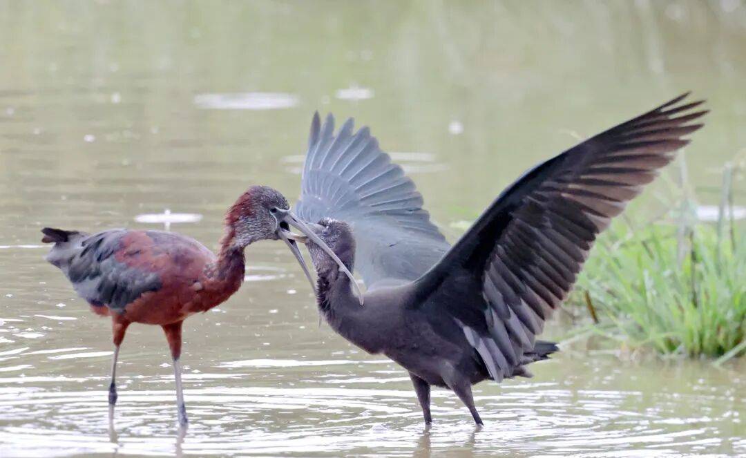 突破45只<strong></p>
<p>币安官网</strong>!