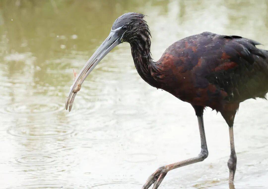 突破45只<strong></p>
<p>币安官网</strong>!