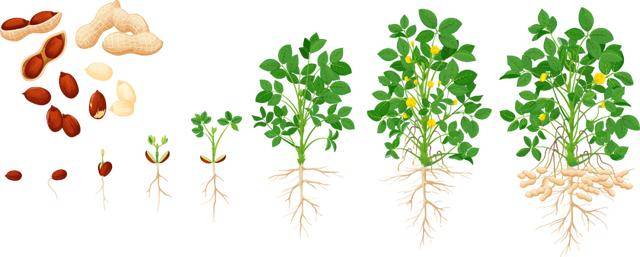 “花生上树”闹剧：AI翻车背后<strong></p>
<p>币安app下载</strong>，我们都在弄丢常识？