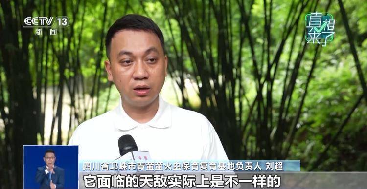 网传萤火虫濒临灭绝<strong></p>
<p>币安app</strong>,是真的吗?