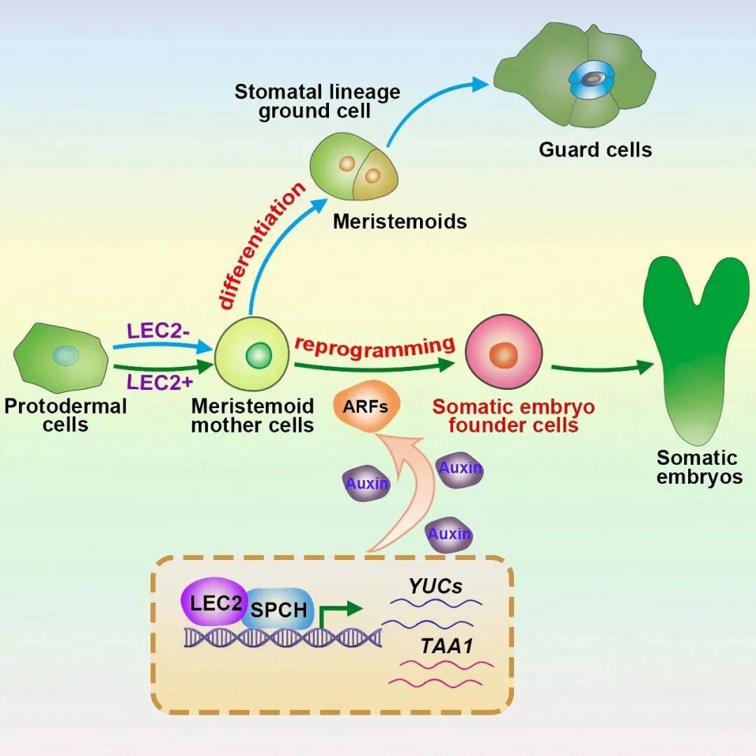 重磅<strong></p>
<p>币安官网网址</strong>!山东农大科研团队破解一科学界百年未解之谜