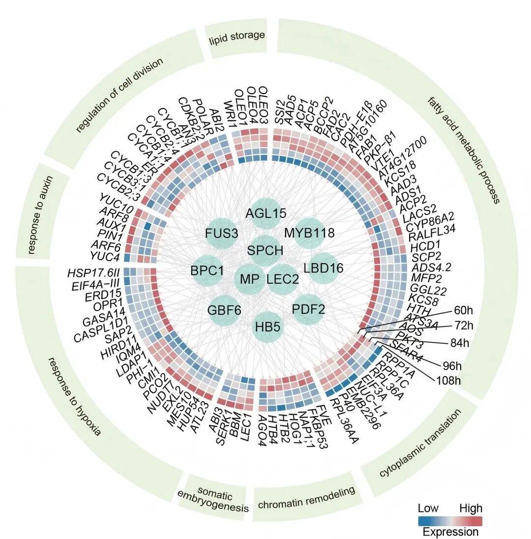 重磅<strong></p>
<p>币安官网网址</strong>!山东农大科研团队破解一科学界百年未解之谜