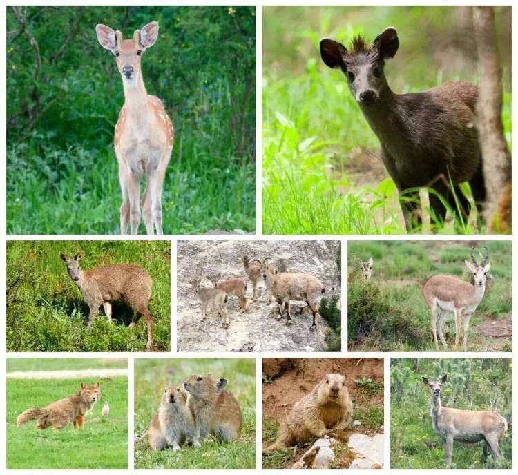 “感谢大家支持我大闹天宫……”蔡国强烟花秀现场感言视频披露<strong></p>
<p>币安钱包</strong>,又遭质疑!