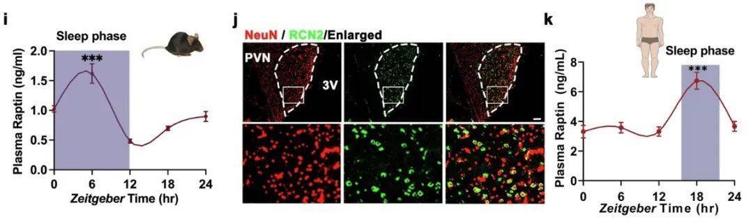多睡1小时<strong></p>
<p>安币</strong>,两周瘦1斤?不知道的亏大了