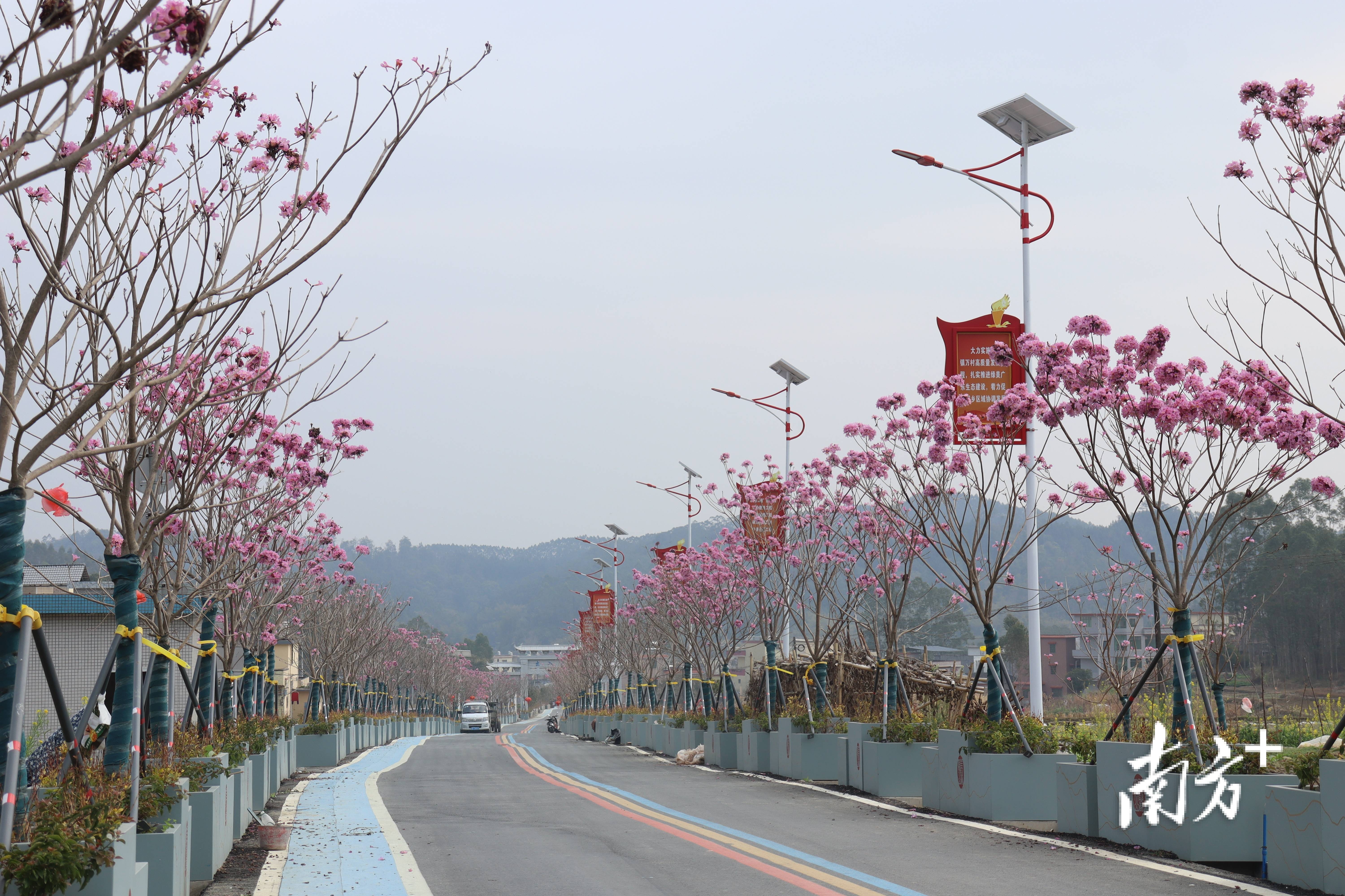 “外来媳妇”谭焕贞五年深耕<strong></p>
<p>安币</strong>,佛冈高岗宝山村换新貌