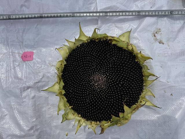 紫色向日葵、多彩胡萝卜、双色火龙果亮相青岛<strong></p>
<p>安币</strong>，种子盛会变身“未来食物实验室”