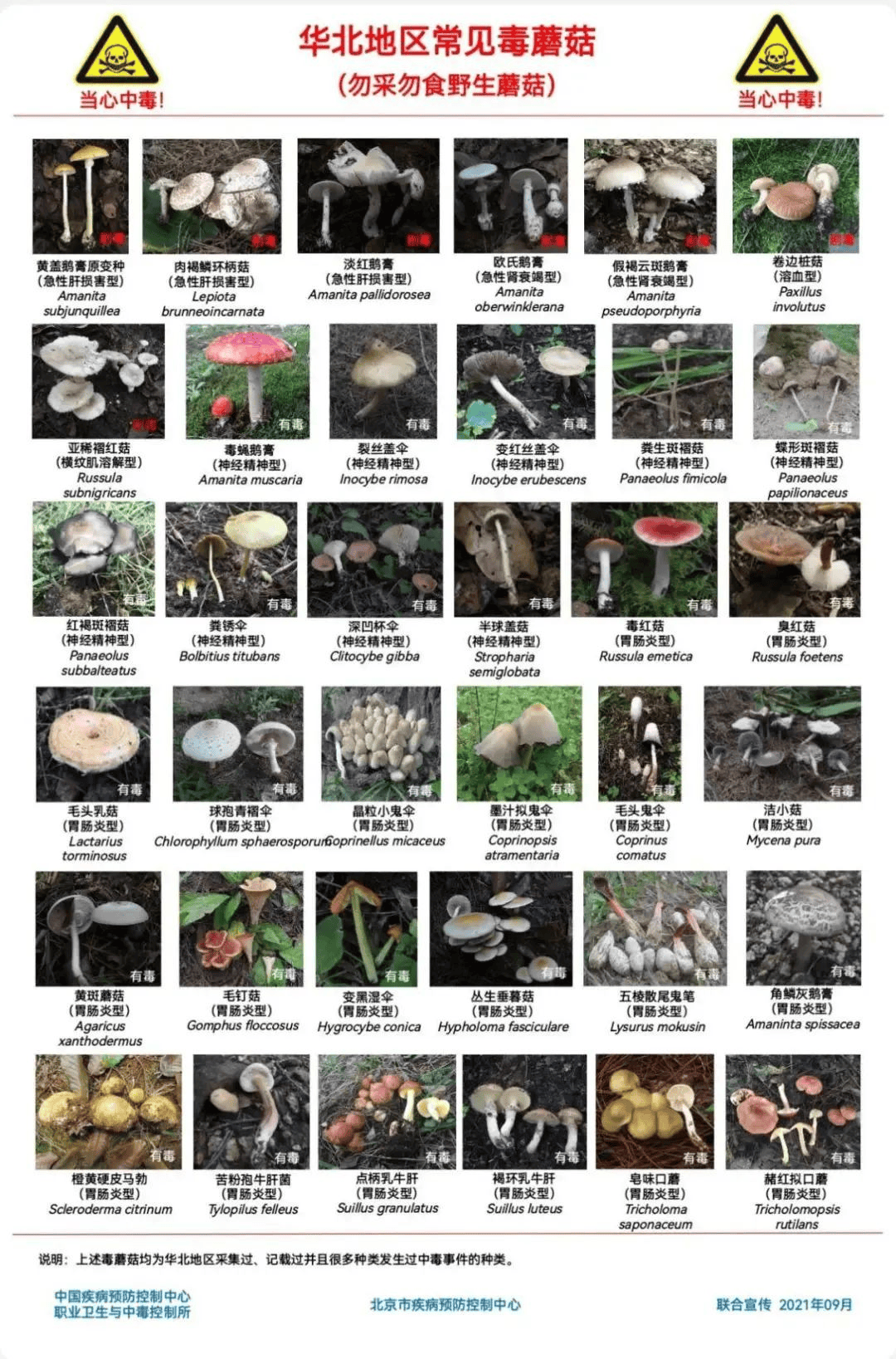 网红发文悼念婆婆:吃了邻居送的蘑菇中毒<strong></p>
<p>币安老板</strong>,抢救四天四夜死亡!这些蘑菇避毒原则可能是陷阱→