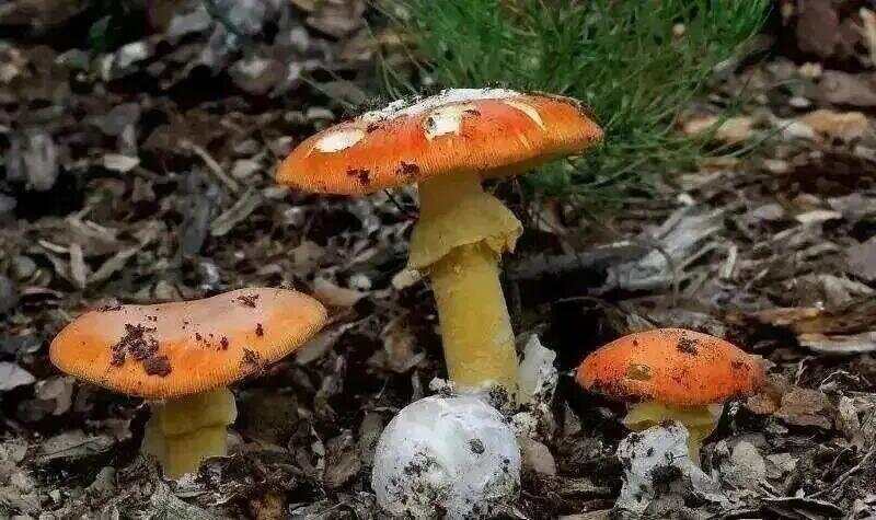 网红发文悼念婆婆:吃了邻居送的蘑菇中毒<strong></p>
<p>币安老板</strong>,抢救四天四夜死亡!这些蘑菇避毒原则可能是陷阱→