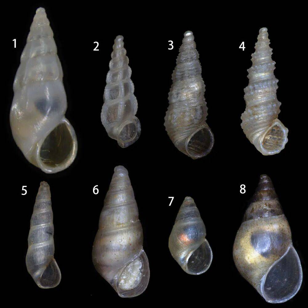 云南抚仙湖发现淡水螺1新属8新种<strong></p>
<p>币安交易平台</strong>!