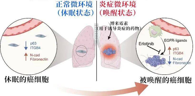 长期炎症会“唤醒”癌细胞<strong></p>
<p>币安网址</strong>！这份抗炎指南每个人都该看看