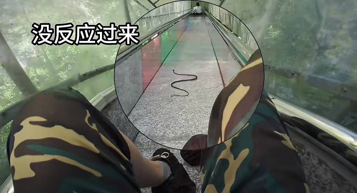 游客称在广西丹炉山滑道遇蛇<strong></p>
<p>币安链</strong>,景区致歉:这么多年就这一次,每年都做防蛇处理