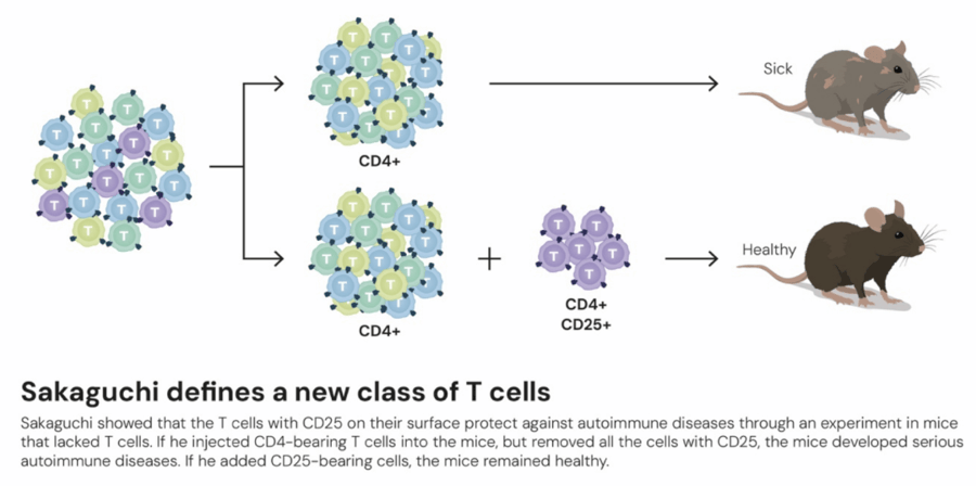 这个诺奖迟到了30年<strong></p>
<p>币安链</strong>！三位科学家揭示免疫系统如何避免“自相残杀”