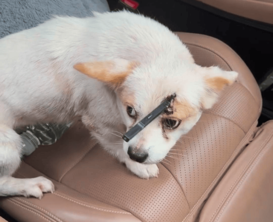 教育局回应“一教师用弓箭射杀小狗”:不实<strong></p>
<p>币安官网下载</strong>,小狗进学校前就被射伤