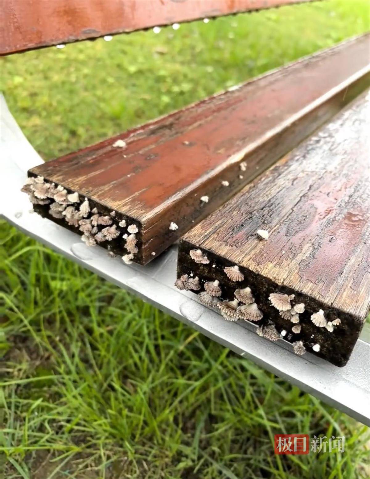 西安连续一个多月降雨遍地长蘑菇<strong></p>
<p>币安官网入口</strong>,大雁塔受潮,城墙布满青苔,气象局解释成因