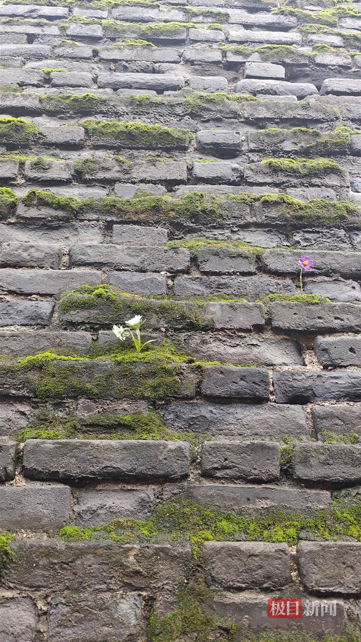 西安连续一个多月降雨遍地长蘑菇<strong></p>
<p>币安官网入口</strong>,大雁塔受潮,城墙布满青苔,气象局解释成因