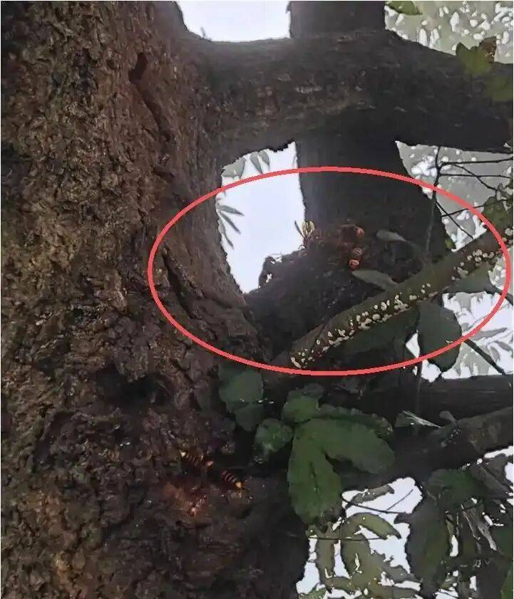 4名游客景区内遭马蜂袭击<strong></p>
<p>币安官网入口</strong>，旅游度假区：是森林公园不卖门票，蜇伤先就医后提供证据投诉