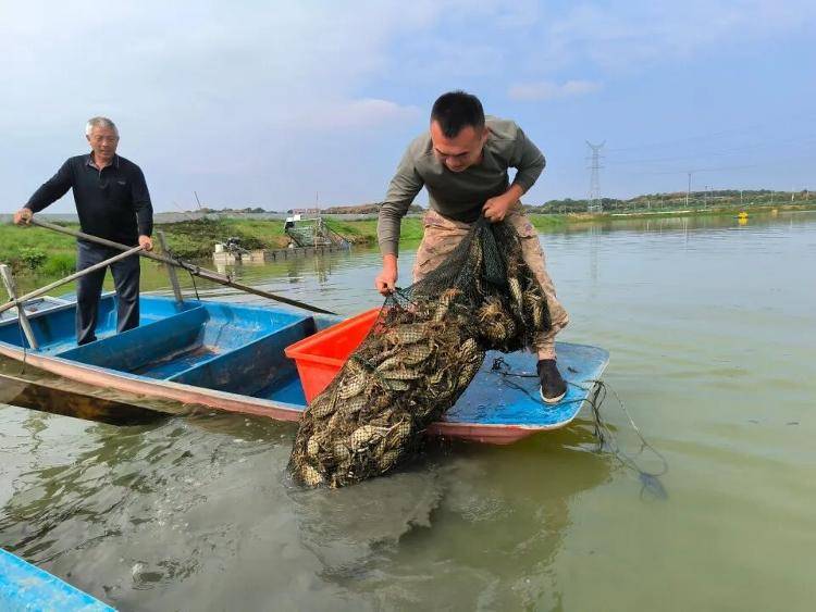 武汉江夏一地大闸蟹大量上市<strong></p>
<p>币安网站</strong>,日产1000斤当天售完,每只螃蟹有自己的“身份证”,吃深海小黄鱼长大