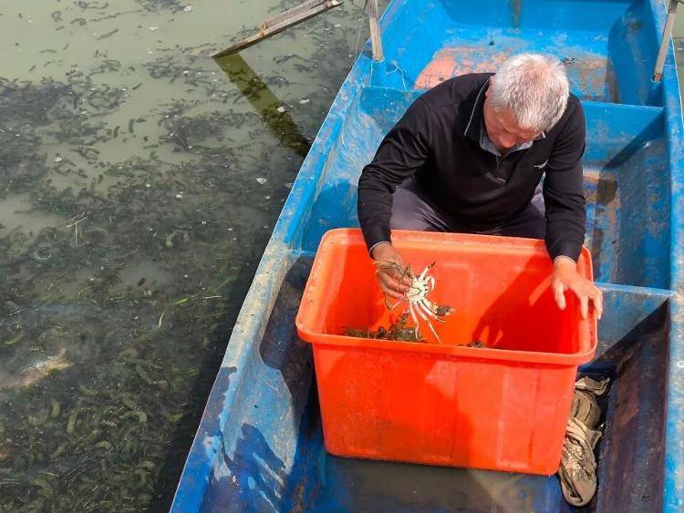 武汉江夏一地大闸蟹大量上市<strong></p>
<p>币安网站</strong>,日产1000斤当天售完,每只螃蟹有自己的“身份证”,吃深海小黄鱼长大