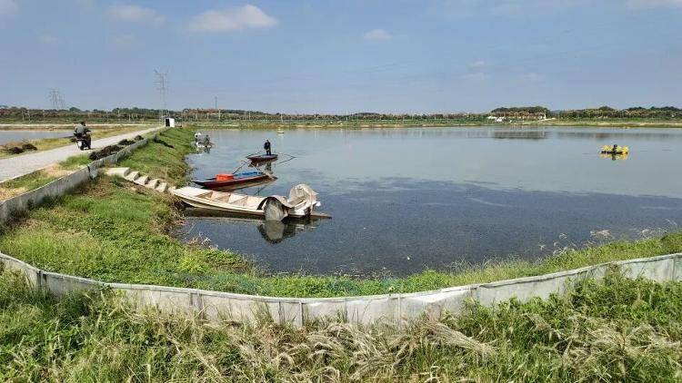 武汉江夏一地大闸蟹大量上市<strong></p>
<p>币安网站</strong>,日产1000斤当天售完,每只螃蟹有自己的“身份证”,吃深海小黄鱼长大