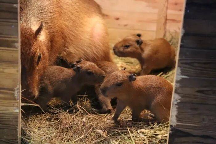 出生1小时就能独立行走<strong></p>
<p>币安binance</strong>,济南动物园“果果”和“豚豚”的4只新生幼崽,周末和市民见面