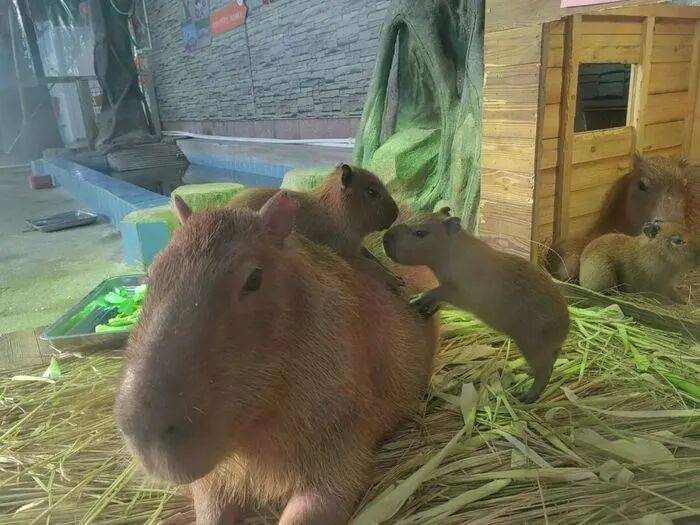 出生1小时就能独立行走<strong></p>
<p>币安binance</strong>,济南动物园“果果”和“豚豚”的4只新生幼崽,周末和市民见面