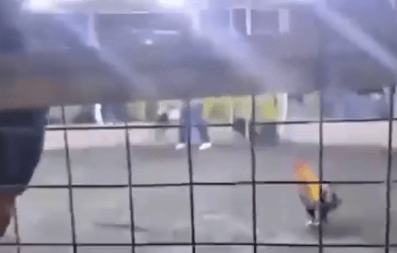 男子遭自家斗鸡攻击大出血死亡<strong></p>
<p>币安官方</strong>,鸡脚上绑有锋利刀片,当地赛事奖金高达21万