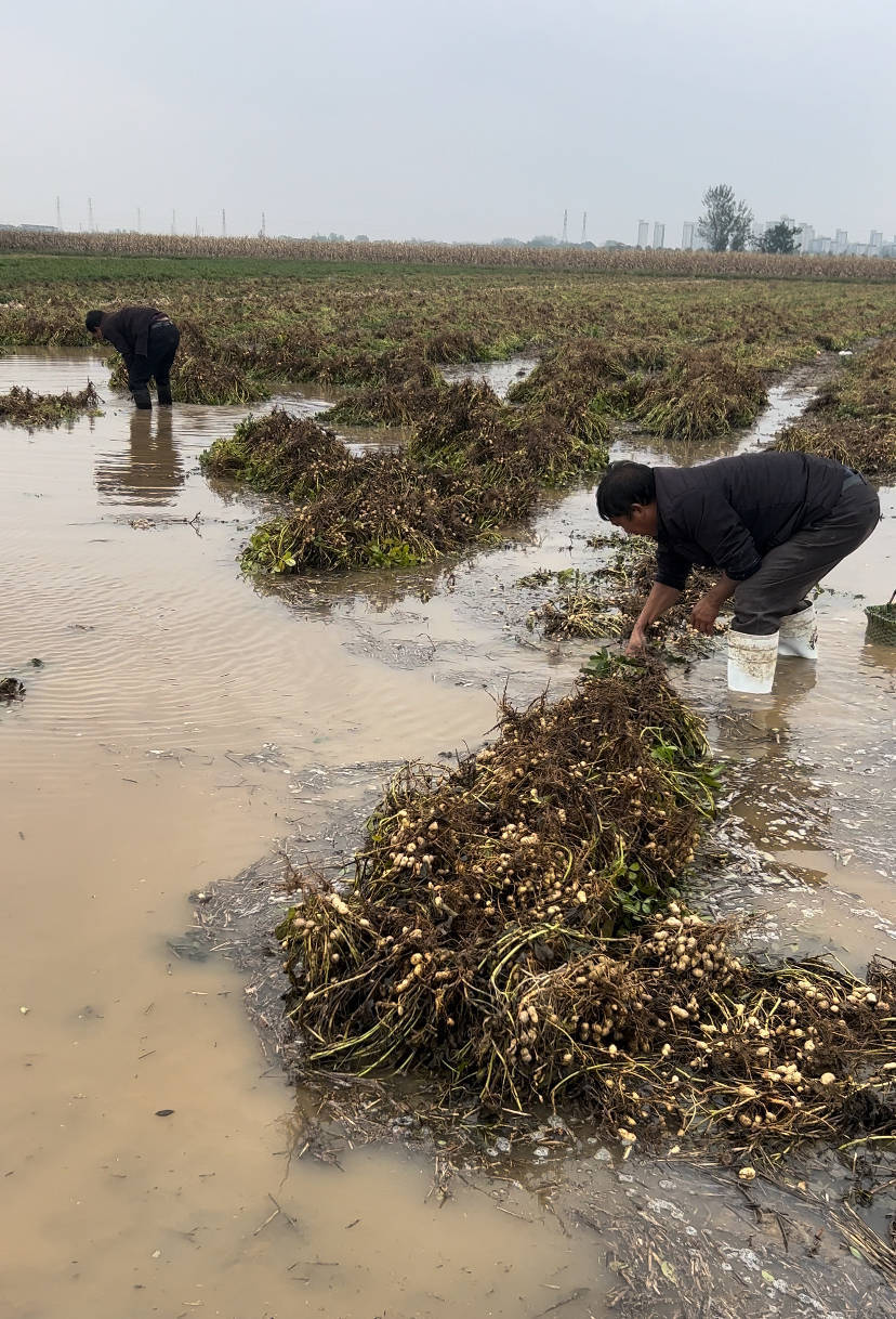 夏旱之后又秋涝<strong></p>
<p>币安下载链接</strong>,一位河南农户的花生抢收战