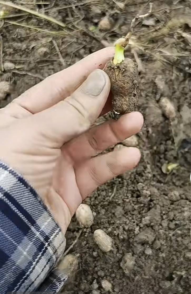 夏旱之后又秋涝<strong></p>
<p>币安下载链接</strong>,一位河南农户的花生抢收战