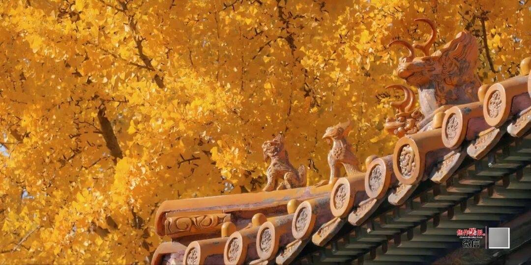 银杏金黄<strong></p>
<p>币安下载链接</strong>！铺满焦作的秋天！