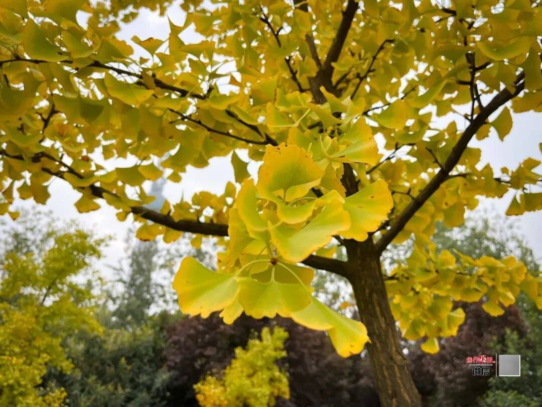 银杏金黄<strong></p>
<p>币安下载链接</strong>！铺满焦作的秋天！