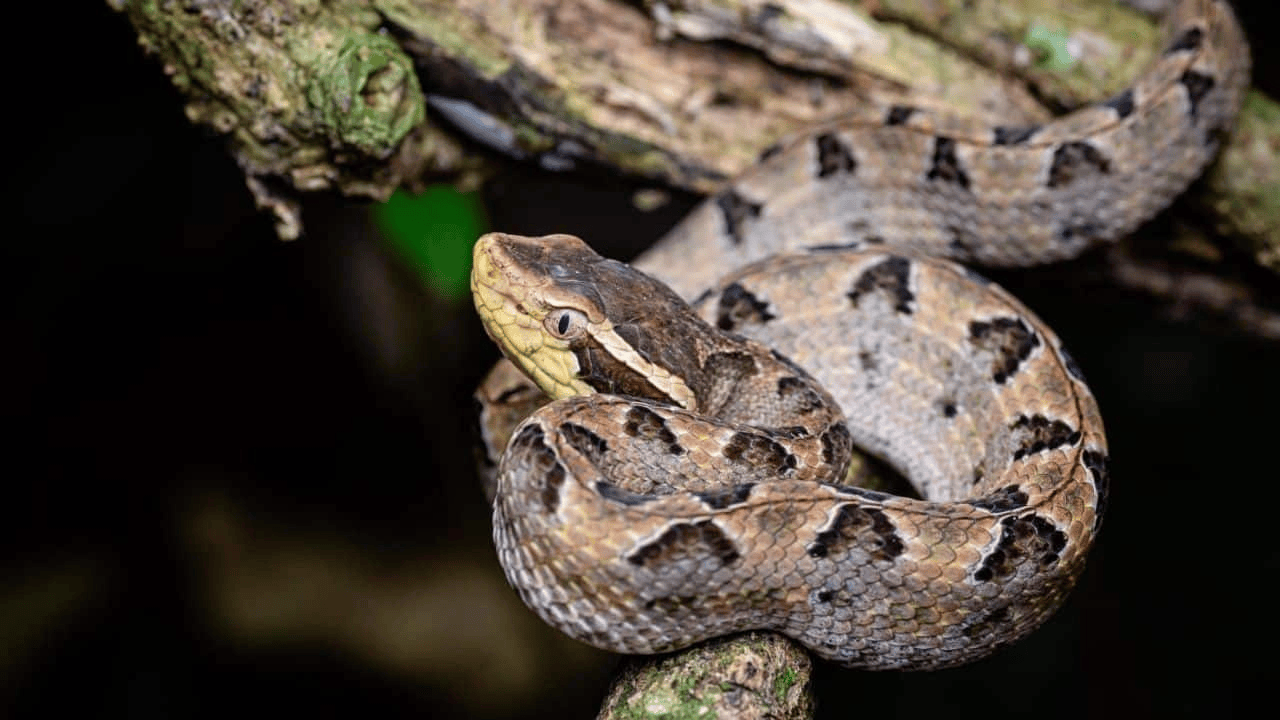 泰国女子在ATM机取钱<strong></p>
<p>下载币安</strong>,取款口突然窜出一条蛇