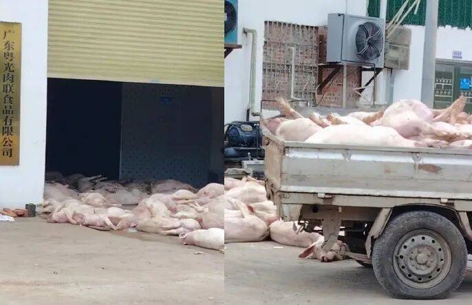 广东一肉联公司门口堆满死猪<strong></p>
<p>ERC20</strong>，官方通报：7人被公安控制，涉嫌非法处置死猪