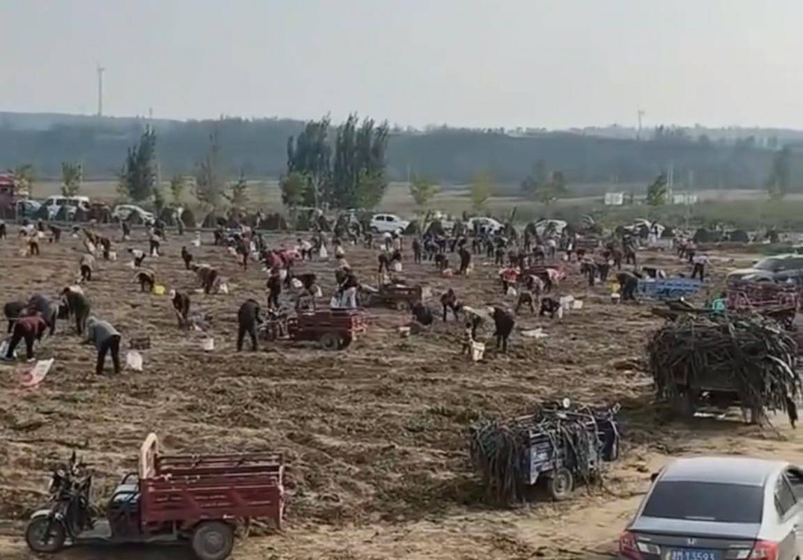 数百人冲进地里捡红薯<strong></p>
<p>欧易okex</strong>,田主称是秋收剩下的,网友:免费翻地,利人利己