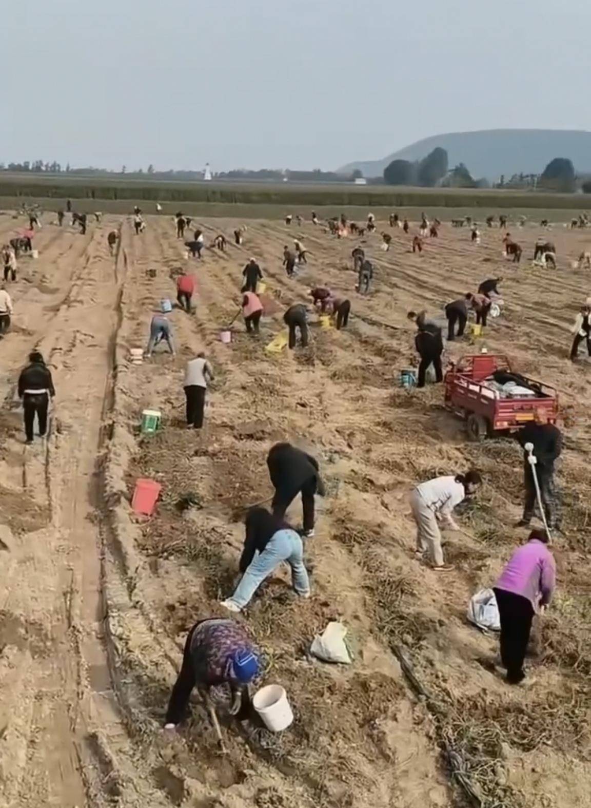 数百人冲进地里捡红薯<strong></p>
<p>欧易okex</strong>,田主称是秋收剩下的,网友:免费翻地,利人利己