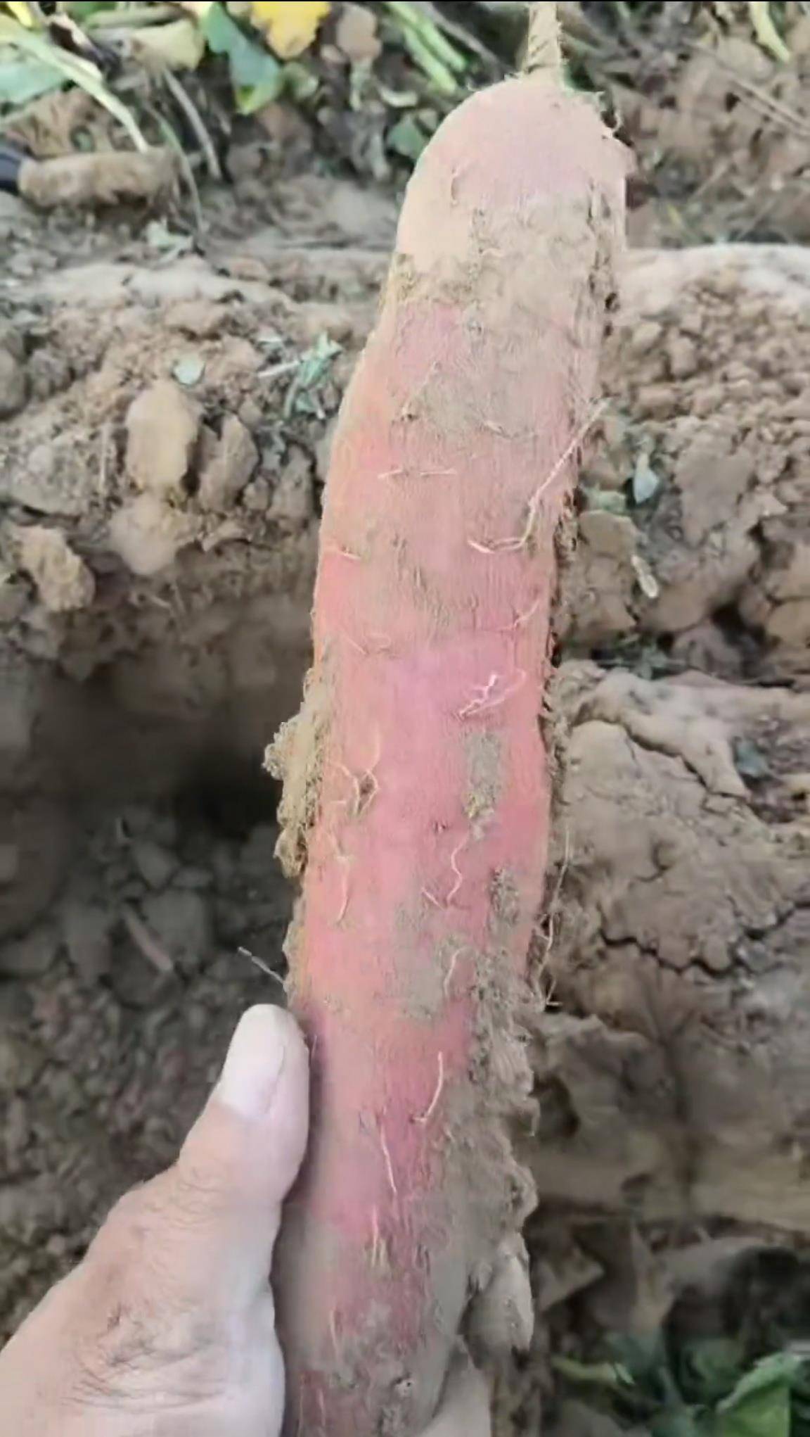 数百人冲进地里捡红薯<strong></p>
<p>欧易okex</strong>,田主称是秋收剩下的,网友:免费翻地,利人利己