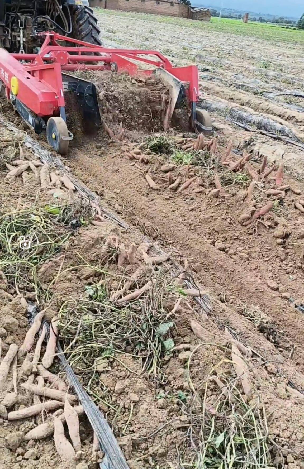 数百人冲进地里捡红薯<strong></p>
<p>欧易okex</strong>,田主称是秋收剩下的,网友:免费翻地,利人利己