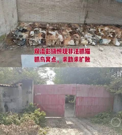 “成都一空置房非法囤猫”？官方通报：共发现被困小猫102只<strong></p>
<p>欧易okex</strong>，未发现虐猫行为