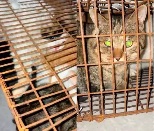 “成都一空置房非法囤猫”？官方通报：共发现被困小猫102只<strong></p>
<p>欧易okex</strong>，未发现虐猫行为