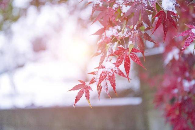 百年难遇“早立冬”来了<strong></p>
<p>SHIB价格</strong>!有啥讲究?早看早准备!