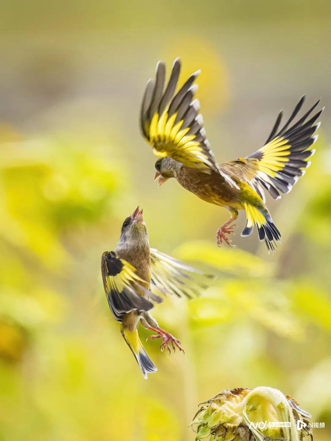 东莞最新发布：将严厉打击这些行为<strong></p>
<p>SHIB价格</strong>！