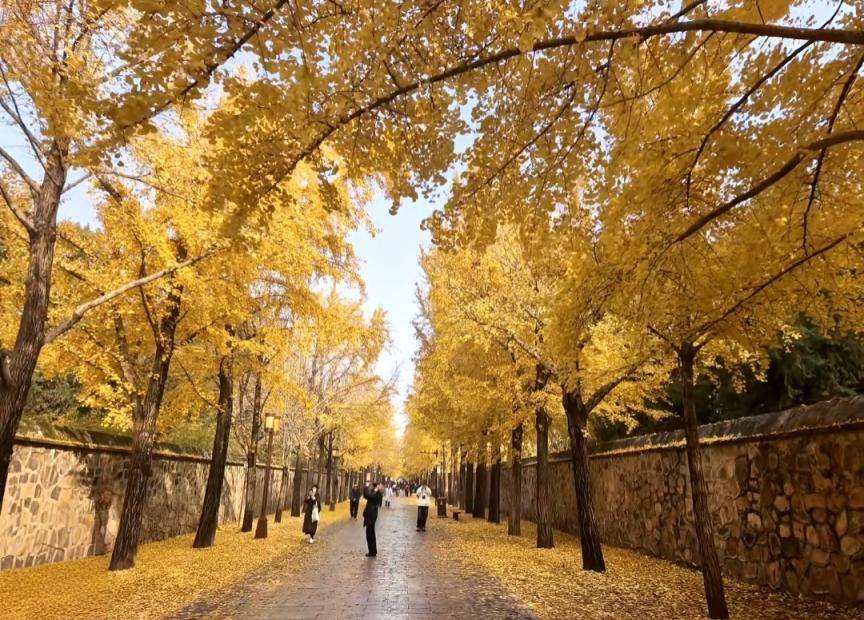 满大街都是银杏树<strong></p>
<p>比特网</strong>,为什么还是濒危物种?