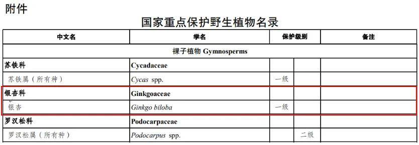 满大街都是银杏树<strong></p>
<p>比特网</strong>,为什么还是濒危物种?